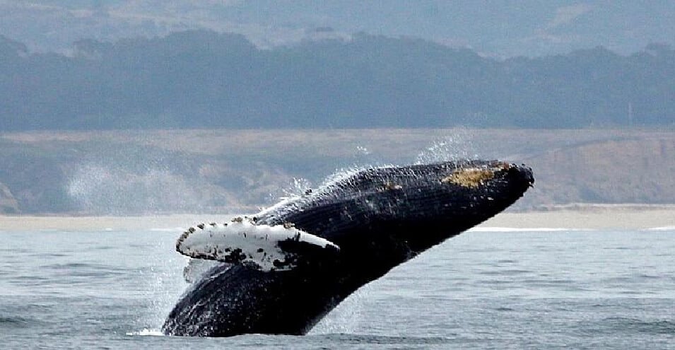 نجات از سرنوشت «پدر ژپتو»؛ صیاد آمریکایی تا «داخل دهان نهنگ» رفت و زنده برگشت