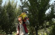 درخواست باغداران کشمیری از دولت هند برای قطع واردات سیب از ایران